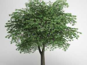 cgaxis lebanon cedar 22 Modello 3D