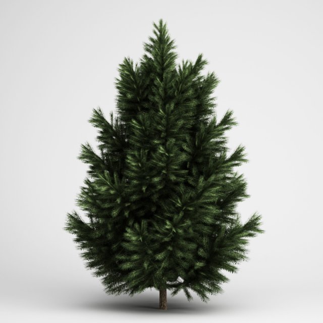 cgaxis european black pine 23 Model 3D .c4d .max .obj .3ds .fbx .stl .blend 