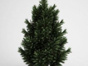 cgaxis european black pine 23 3D-Modell