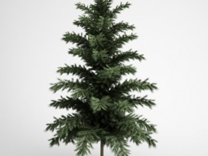 cgaxis scots pine 24 3D Model