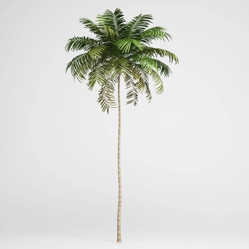cgaxis areca palm 01 3D Model .c4d .max .obj .3ds .fbx .stl .blend 