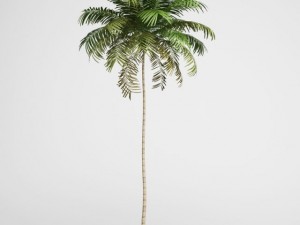 cgaxis areca palm 01 3D Model