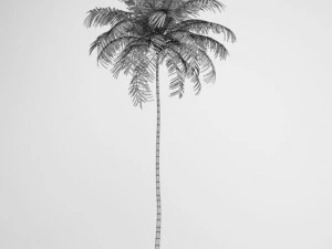 cgaxis areca palm 01 3D Model