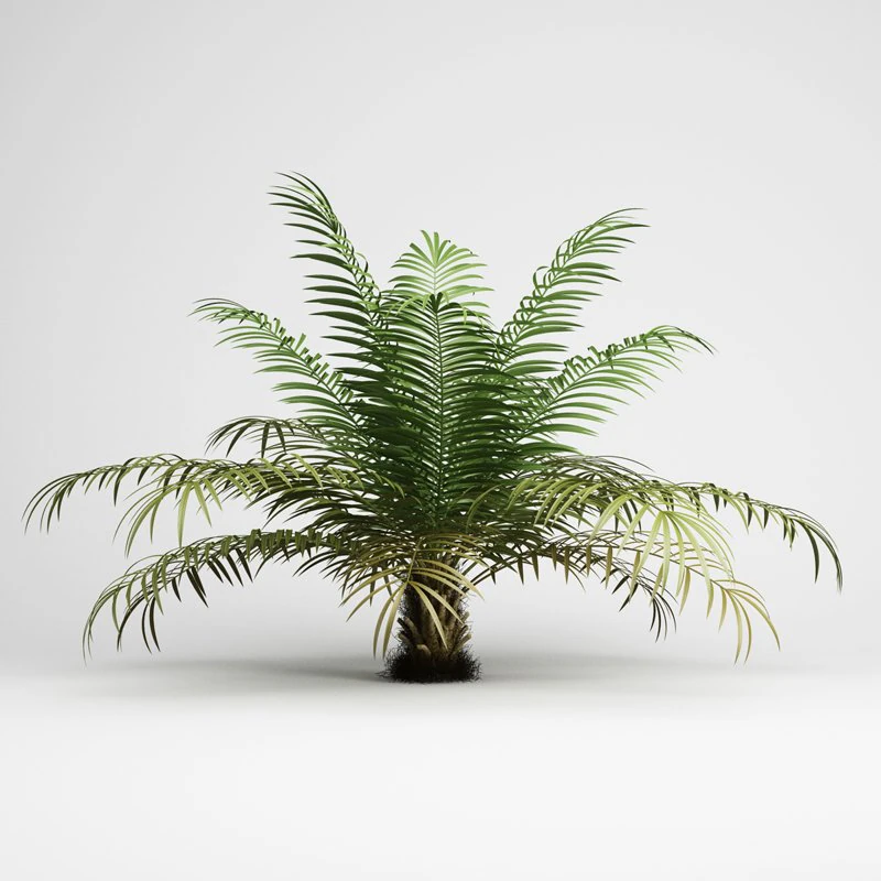 cgaxis sugar palm 02 3D Model .c4d .max .obj .3ds .fbx .stl .blend
