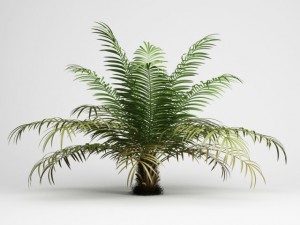 cgaxis sugar palm 02 Modelo 3D