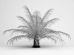 cgaxis sugar palm 02 3D Model