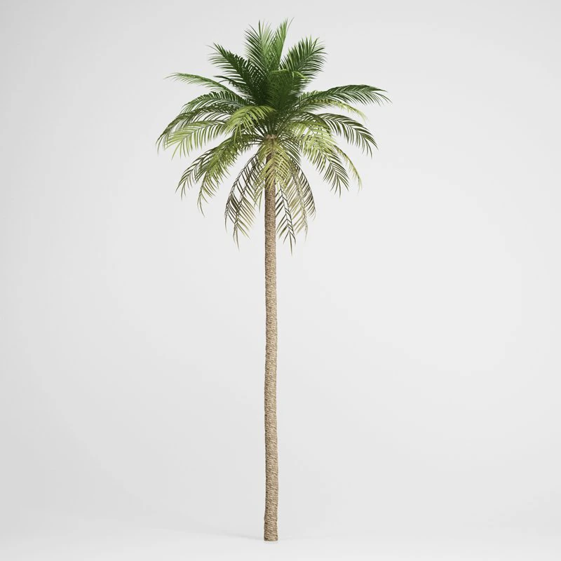 cgaxis date palm 03 3D Model .c4d .max .obj .3ds .fbx .stl .blend 