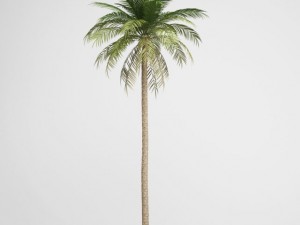cgaxis date palm 03 3D Model
