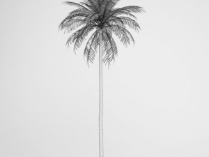 cgaxis date palm 03 3D Model