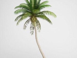 cgaxis coconut palm 04 3D Model