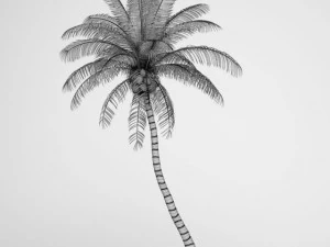 cgaxis coconut palm 04 3D Model