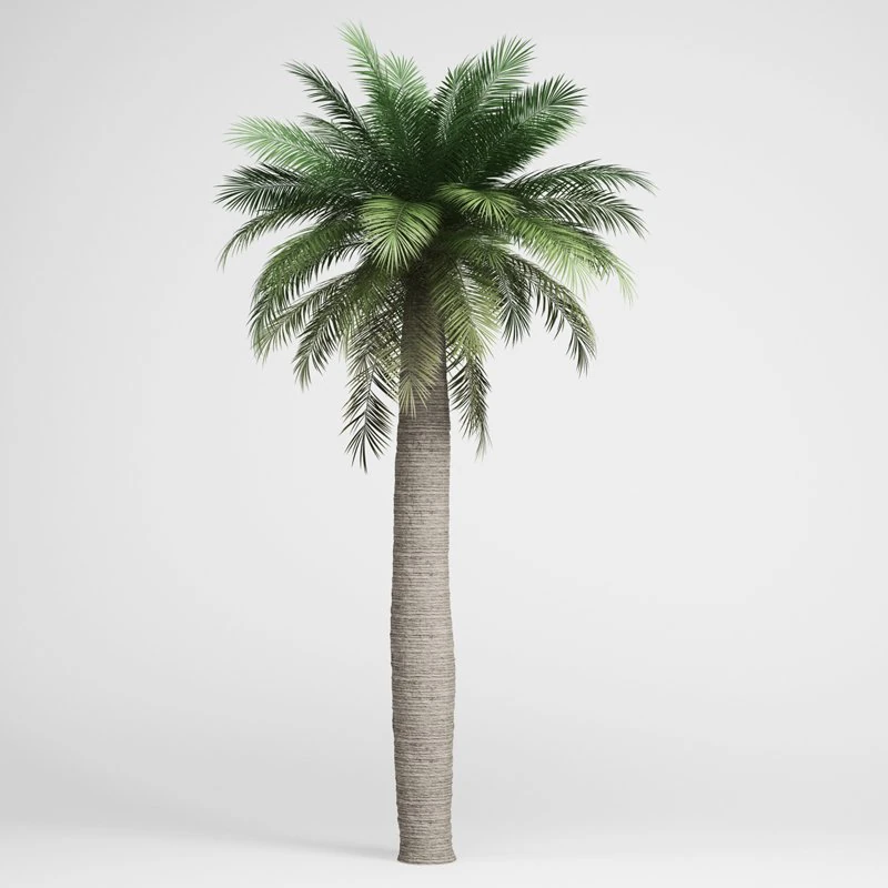 cgaxis chilean wine palm 05 3D Model .c4d .max .obj .3ds .fbx .stl .blend 