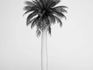 cgaxis chilean wine palm 05 3D Model