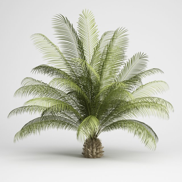 cgaxis oil palm 06 3D Model .c4d .max .obj .3ds .fbx .stl .blend 