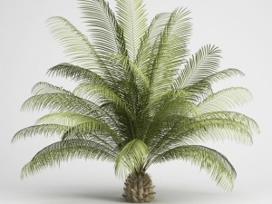 cgaxis oil palm 06 Modelo 3D