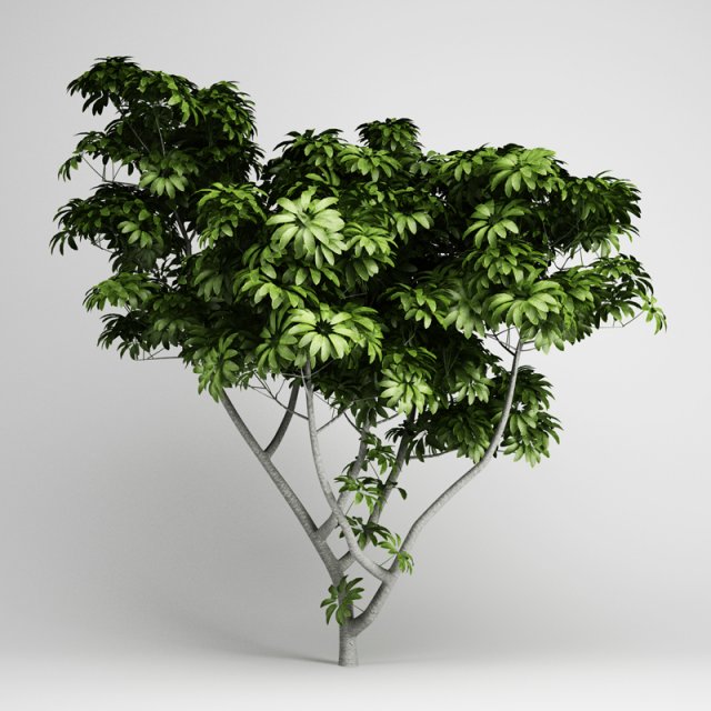 cgaxis umbrella tree 07 3D 모델 .c4d .max .obj .3ds .fbx .stl .blend 