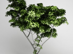 cgaxis umbrella tree 07 3D Модель