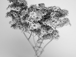 cgaxis umbrella tree 07 3D 모델