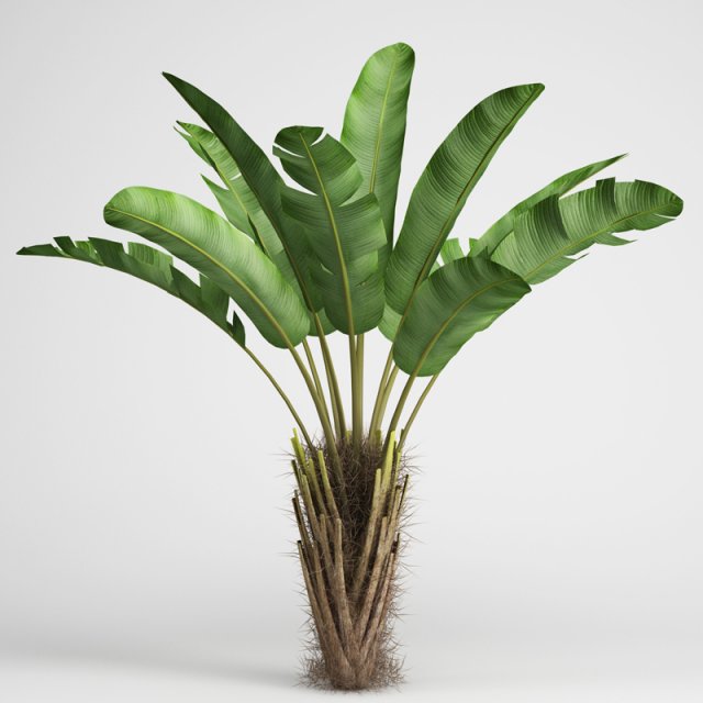cgaxis wild banana tree 08 3D Model .c4d .max .obj .3ds .fbx .stl .blend 