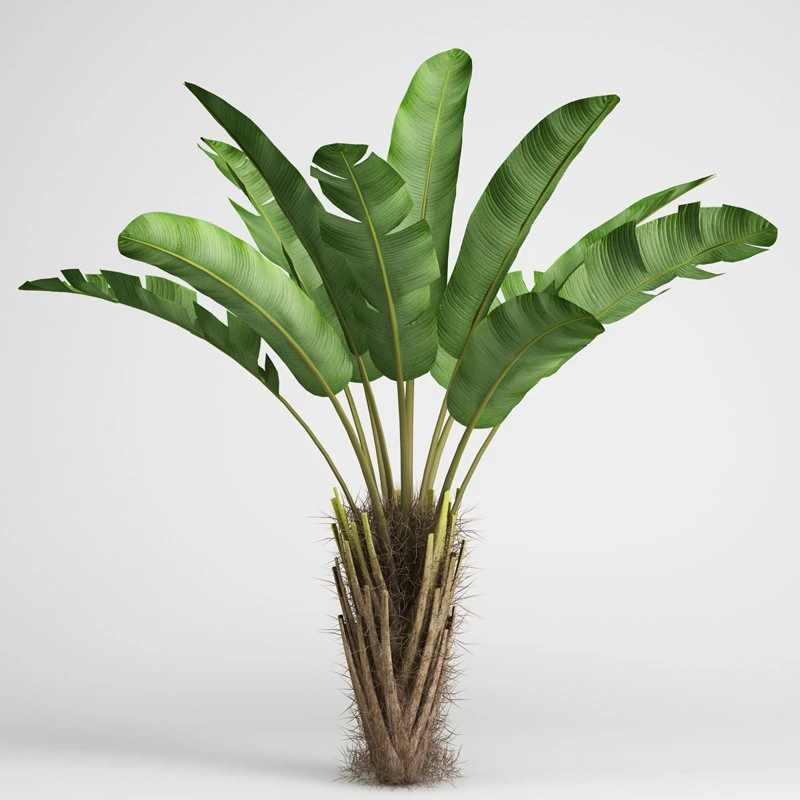 cgaxis wild banana tree 08 3D Model .c4d .max .obj .3ds .fbx .stl .blend