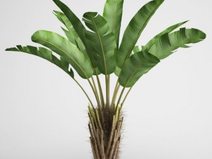 cgaxis wild banana tree 08 3D 모델