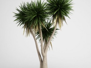 cgaxis yucca 09 3D Model