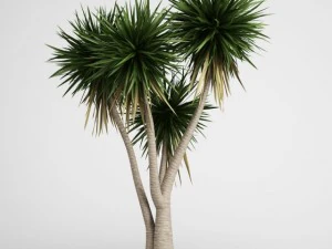 cgaxis yucca 09 3D Modell