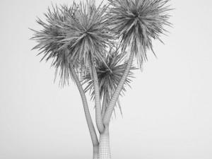 cgaxis yucca 09 Modèle 3D