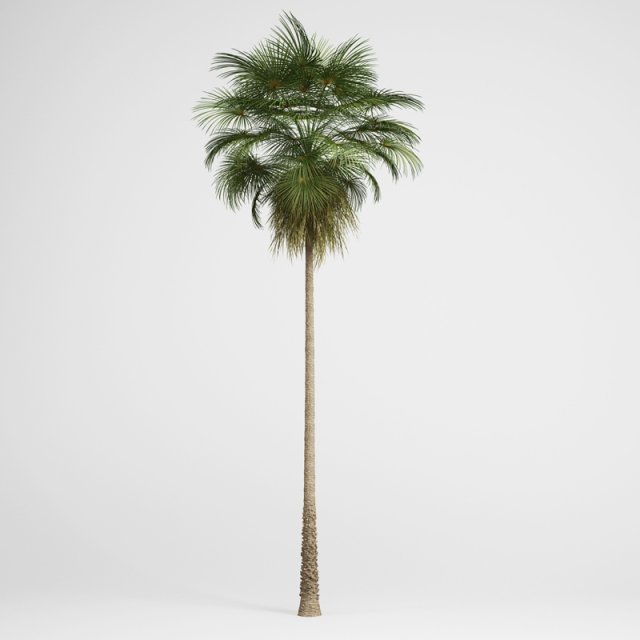 cgaxis mexican fan palm 10 3D Модель .c4d .max .obj .3ds .fbx .stl .blend 