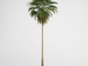 cgaxis mexican fan palm 10 Modelo 3D