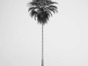 cgaxis mexican fan palm 10 3D Модель