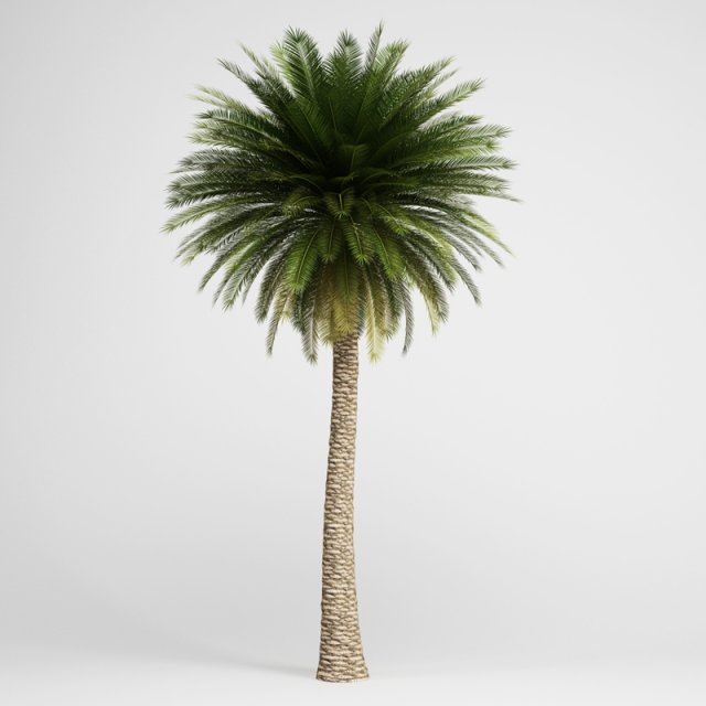 cgaxis canary island date palm 11 3D-Modell .c4d .max .obj .3ds .fbx .stl .blend 
