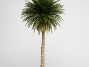 cgaxis canary island date palm 11 Modelo 3D
