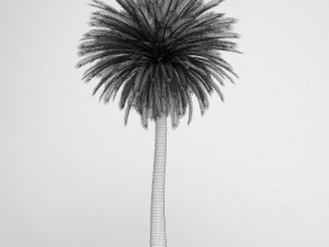 cgaxis canary island date palm 11 3D-Modell