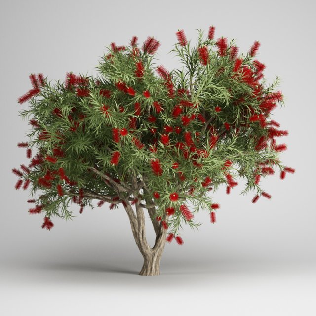 cgaxis bottlebrush tree 12 3D Model .c4d .max .obj .3ds .fbx .stl .blend 