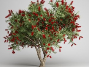 cgaxis bottlebrush tree 12 3D Model