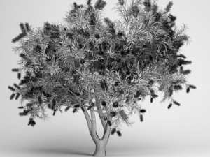 cgaxis bottlebrush tree 12 3D Model
