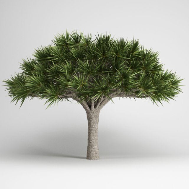 cgaxis canary islands dragon tree 13 Model 3D .c4d .max .obj .3ds .fbx .stl .blend 