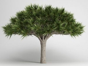 cgaxis canary islands dragon tree 13 Modello 3D