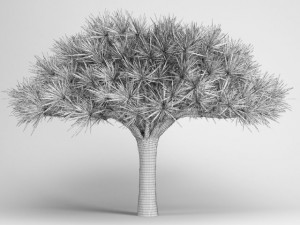 cgaxis canary islands dragon tree 13 Model 3D