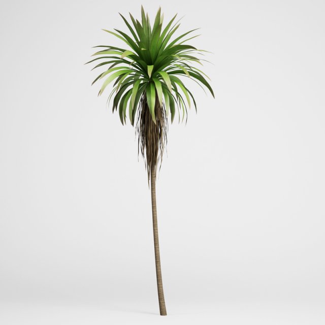cgaxis mountain cabbage tree 14 3D Модель .c4d .max .obj .3ds .fbx .stl .blend 
