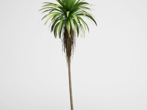 cgaxis mountain cabbage tree 14 Modèle 3D