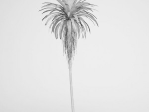 cgaxis mountain cabbage tree 14 3D Модель