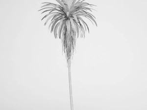 cgaxis mountain cabbage tree 14 3D Model