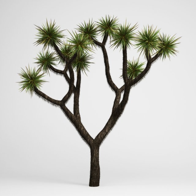 cgaxis joshua tree 15 3D Model .c4d .max .obj .3ds .fbx .stl .blend 
