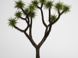 cgaxis joshua tree 15 Modelo 3D