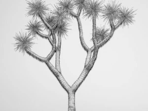 cgaxis joshua tree 15 3D Model