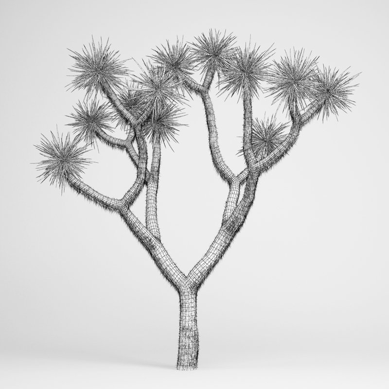 Cgaxis Joshua Tree 15 3d Model In Tree 3dexport