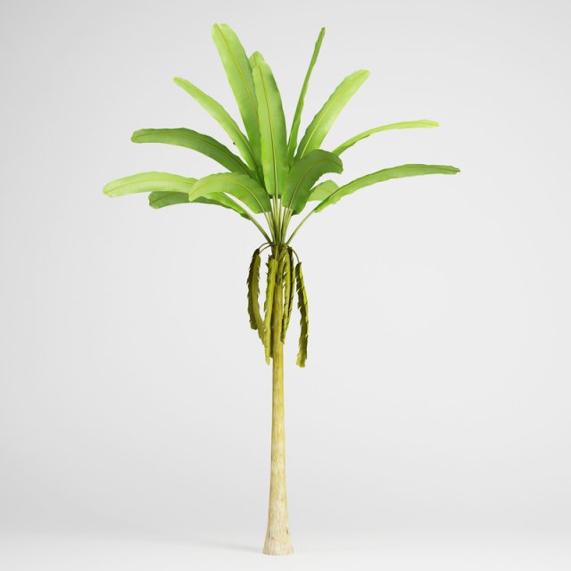 cgaxis banana tree 16 3D मॉडल .c4d .max .obj .3ds .fbx .stl .blend 