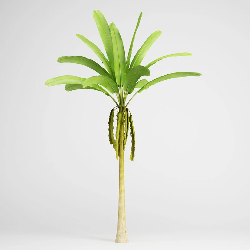 cgaxis banana tree 16 3D Model .c4d .max .obj .3ds .fbx .stl .blend 